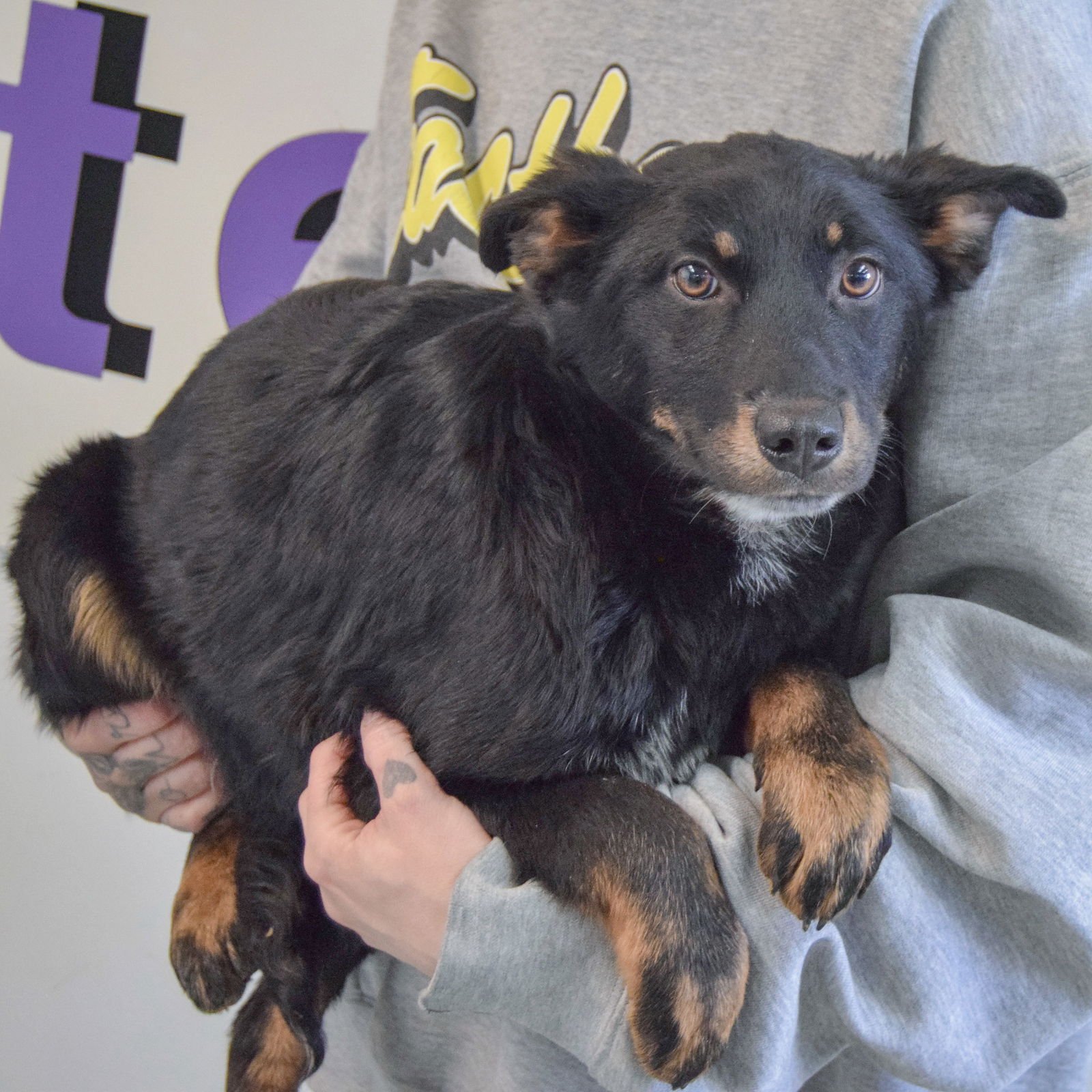 TISSY - German Shepherd Dog / Black Labrador Retriever available for adoption