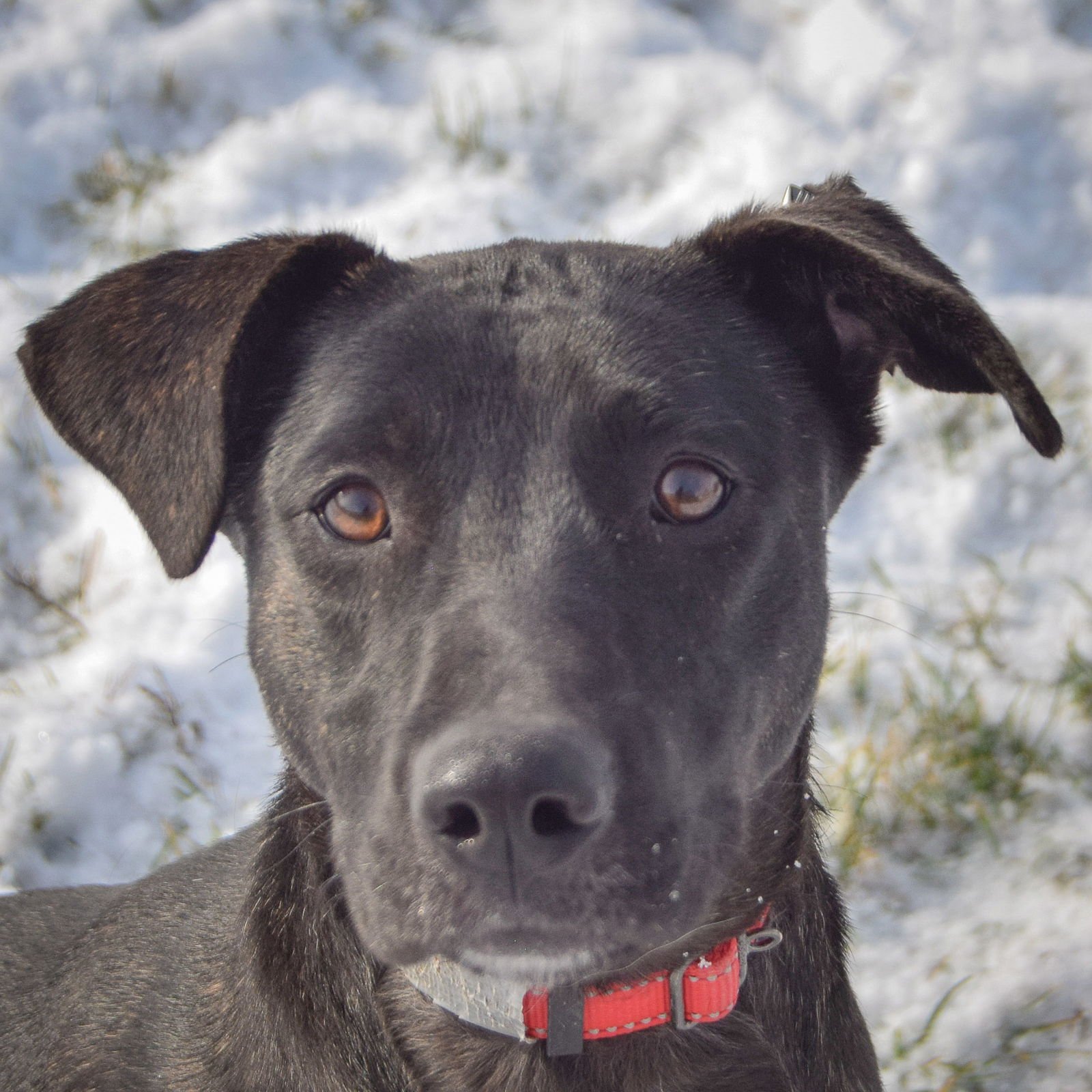 MAPLE - Black Labrador Retriever / German Shepherd Dog available for adoption
