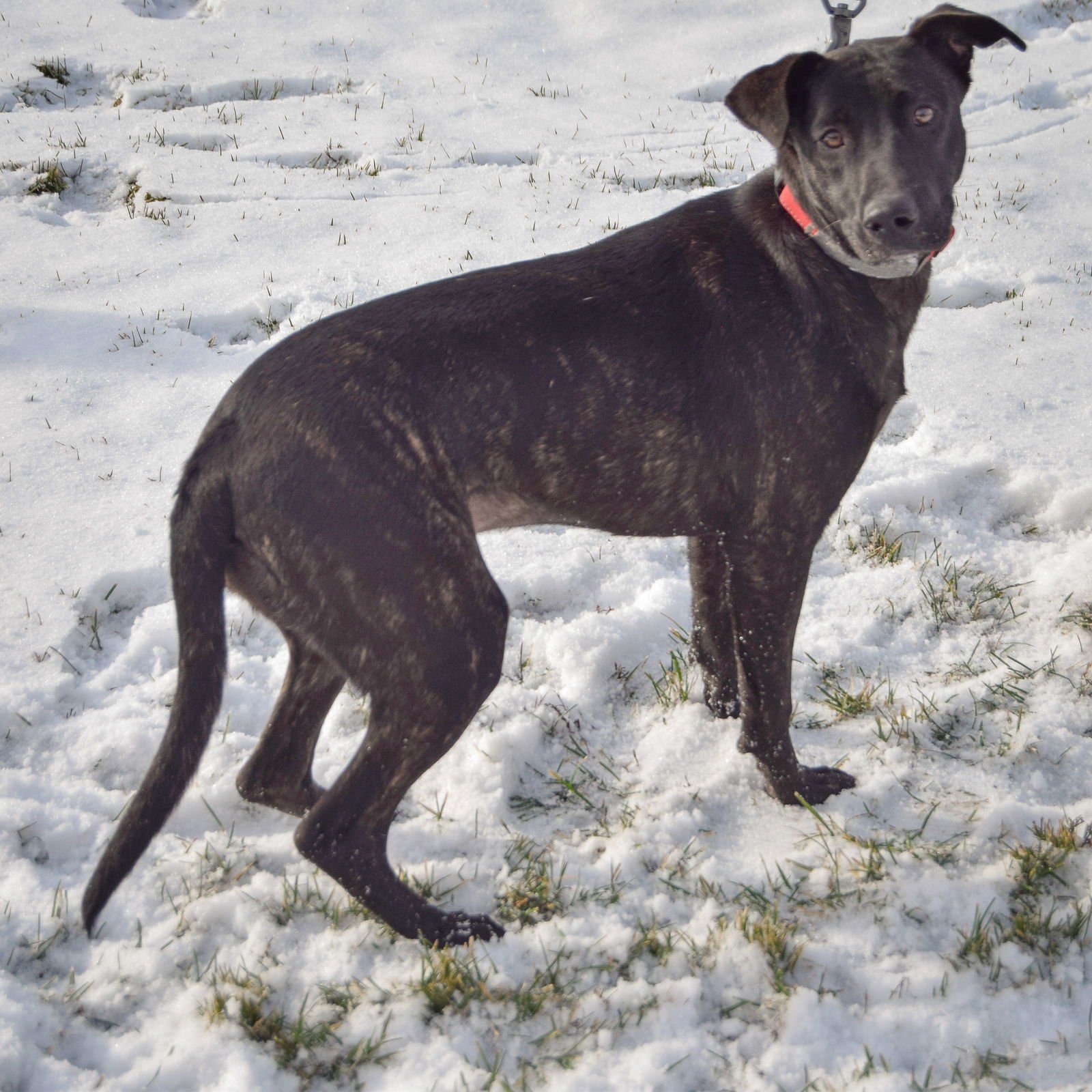 MAPLE - Black Labrador Retriever / German Shepherd Dog available for adoption