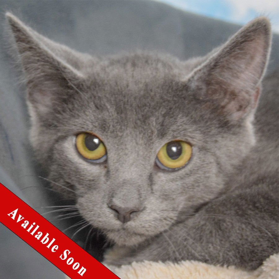 SANTIAGO - Russian Blue / Domestic Short Hair available for adoption