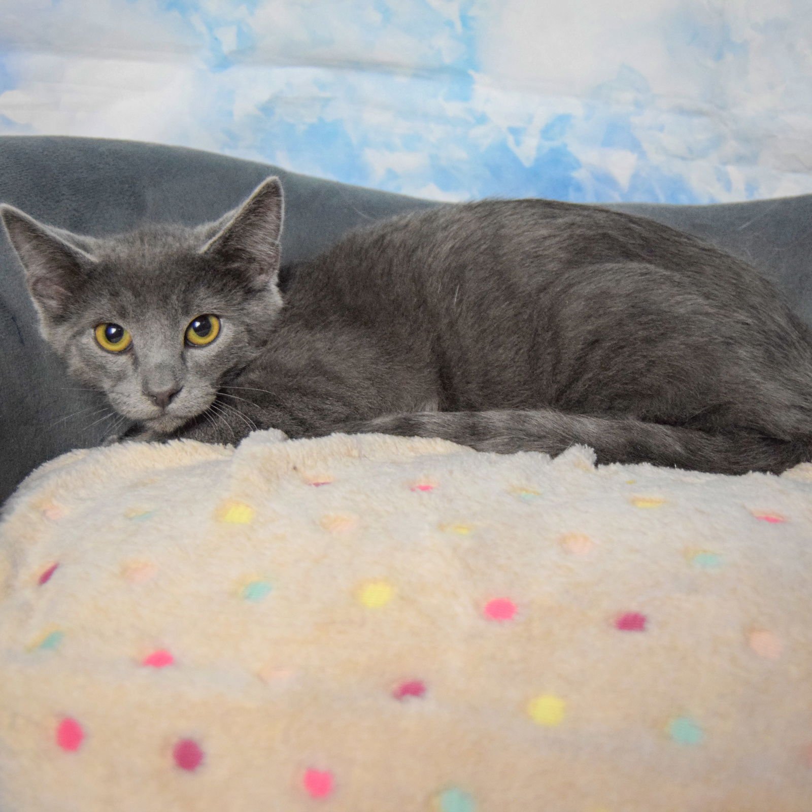 SANTIAGO - Russian Blue / Domestic Short Hair available for adoption