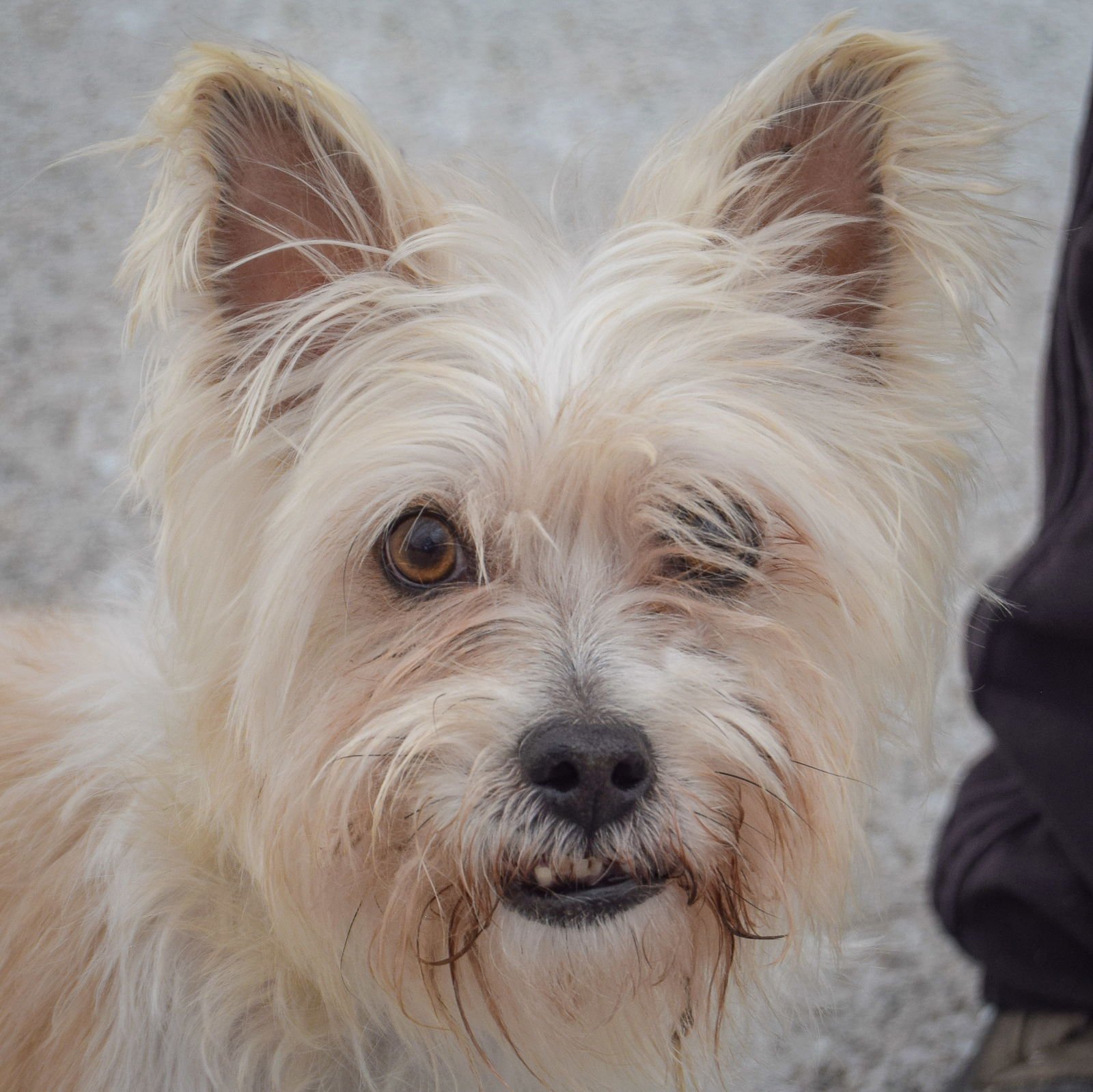 CHUCK - Cairn Terrier / Yorkshire Terrier Yorkie available for adoption