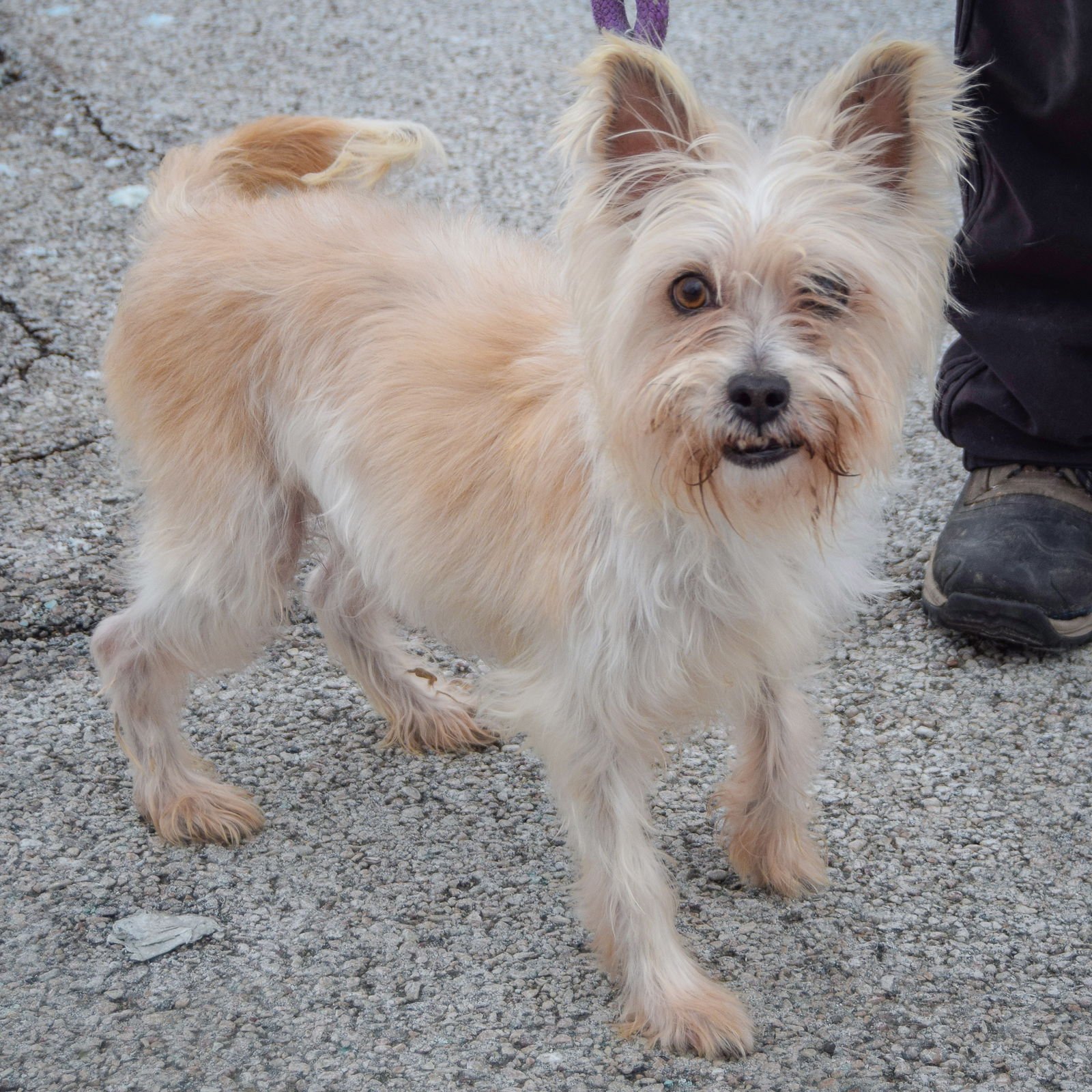 CHUCK - Cairn Terrier / Yorkshire Terrier Yorkie available for adoption
