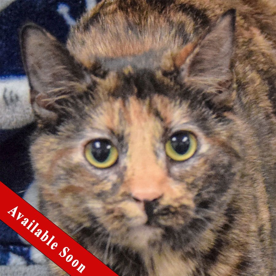 CHAKRA - Tortoiseshell / Domestic Short Hair available for adoption