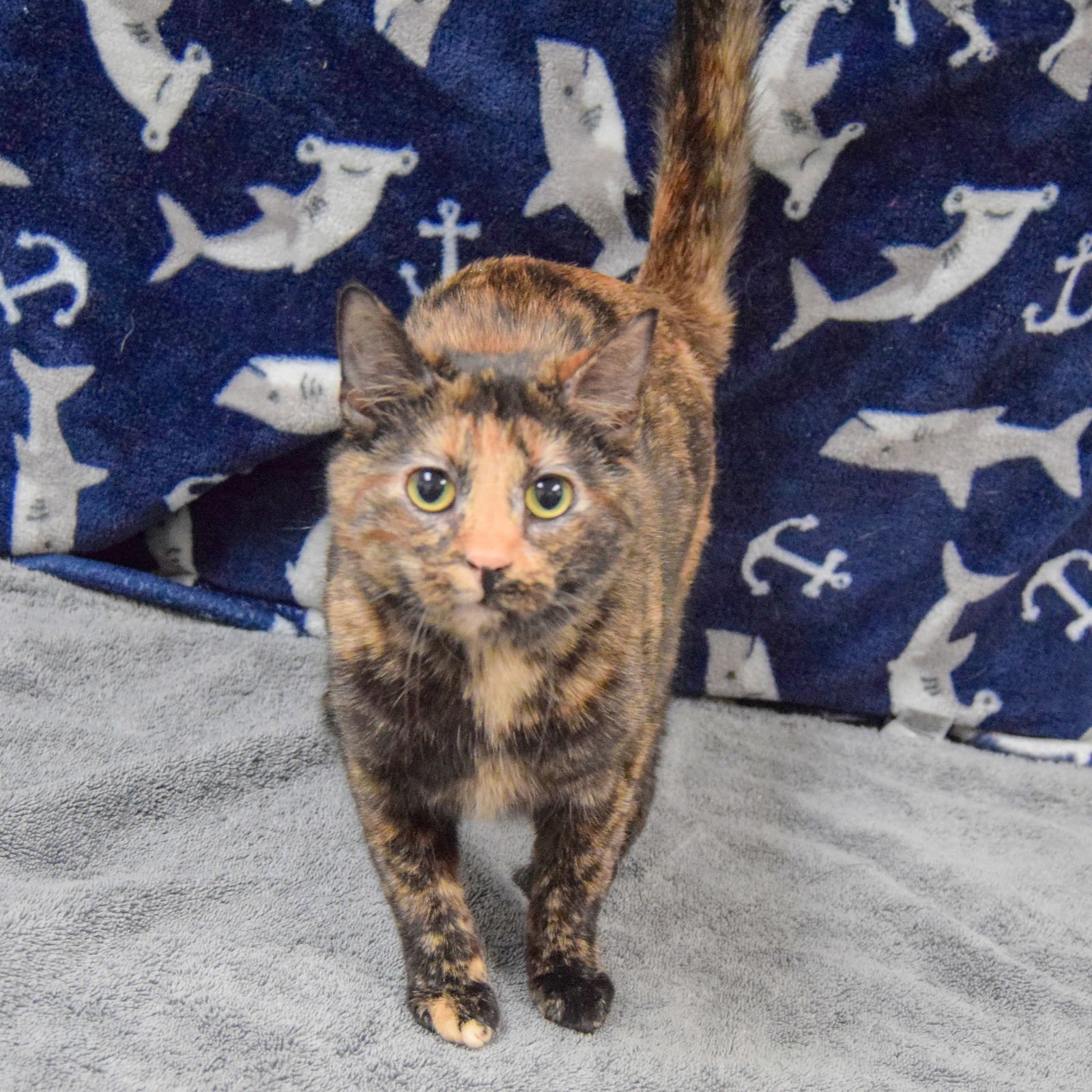 CHAKRA - Tortoiseshell / Domestic Short Hair available for adoption