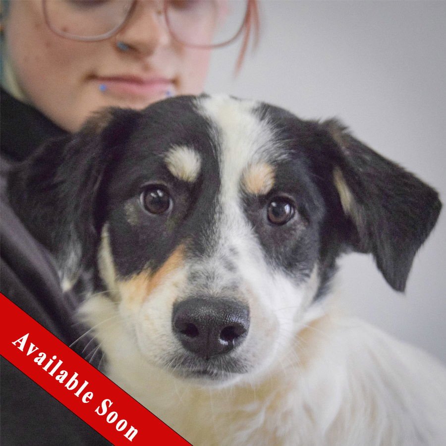 BECKETT - Great Pyrenees / Labrador Retriever available for adoption