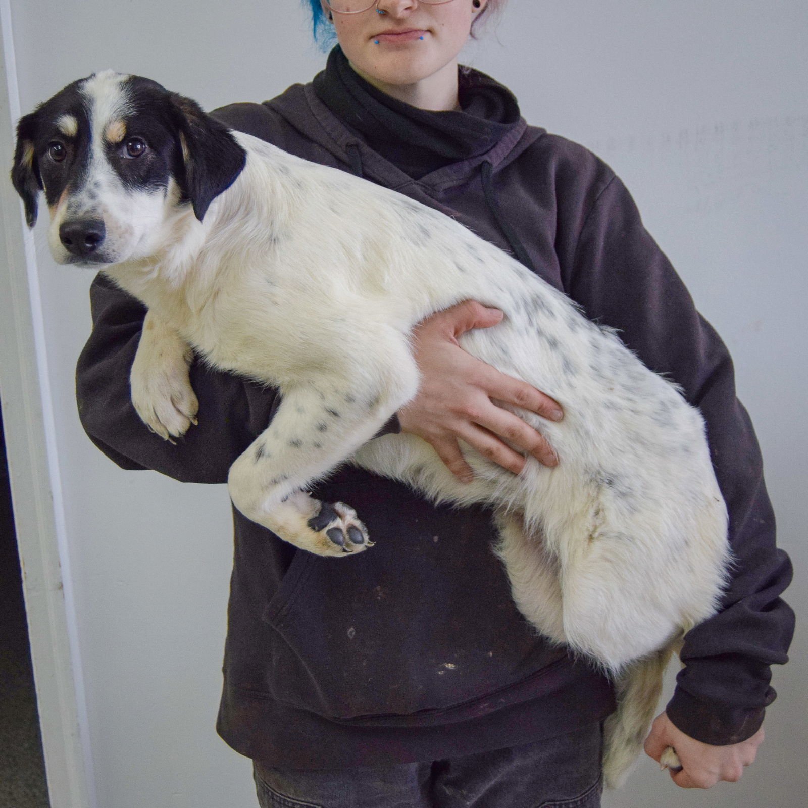 BECKETT - Great Pyrenees / Labrador Retriever available for adoption