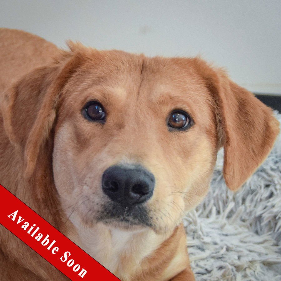 CLOVER - Yellow Labrador Retriever / Basset Hound available for adoption