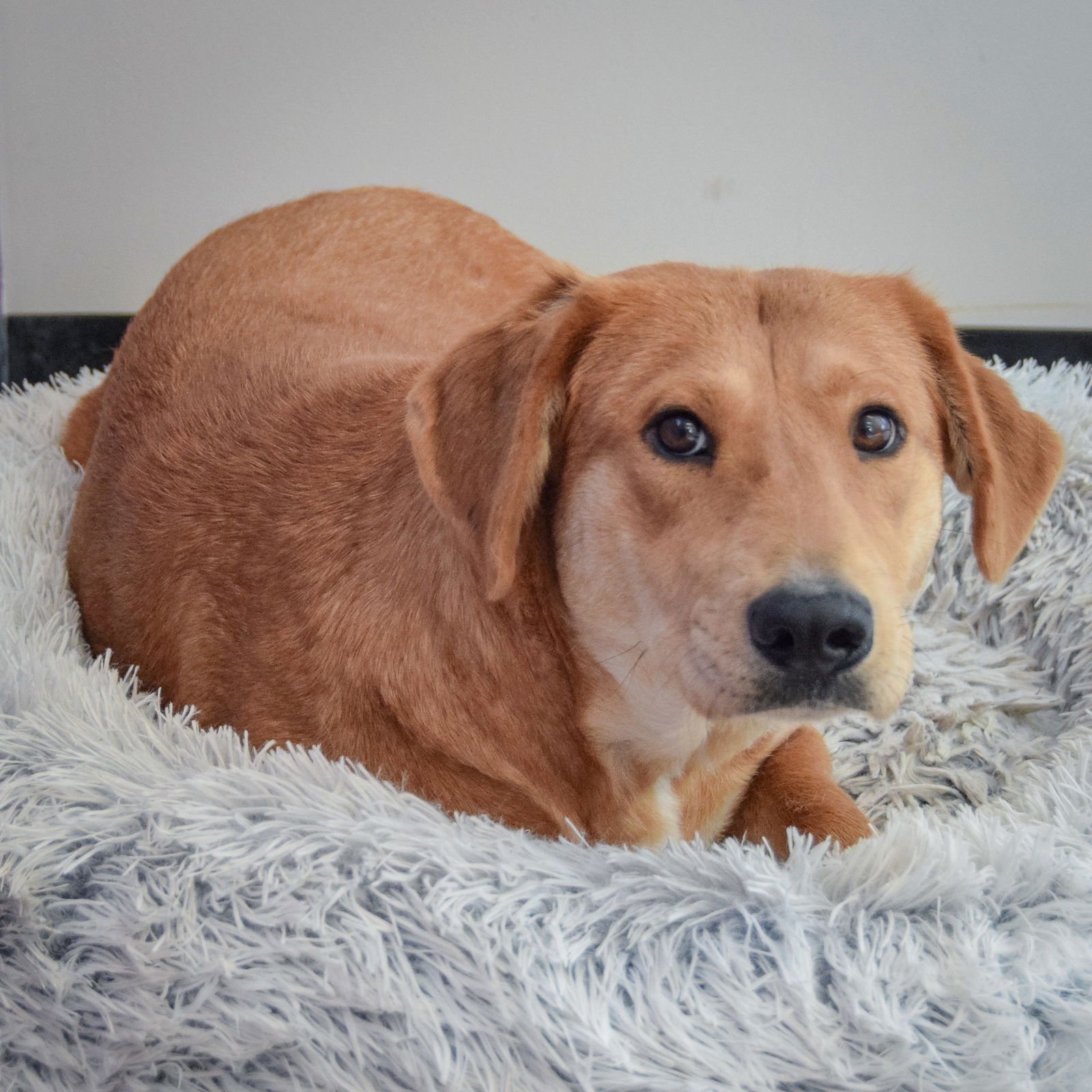 CLOVER - Yellow Labrador Retriever / Basset Hound available for adoption