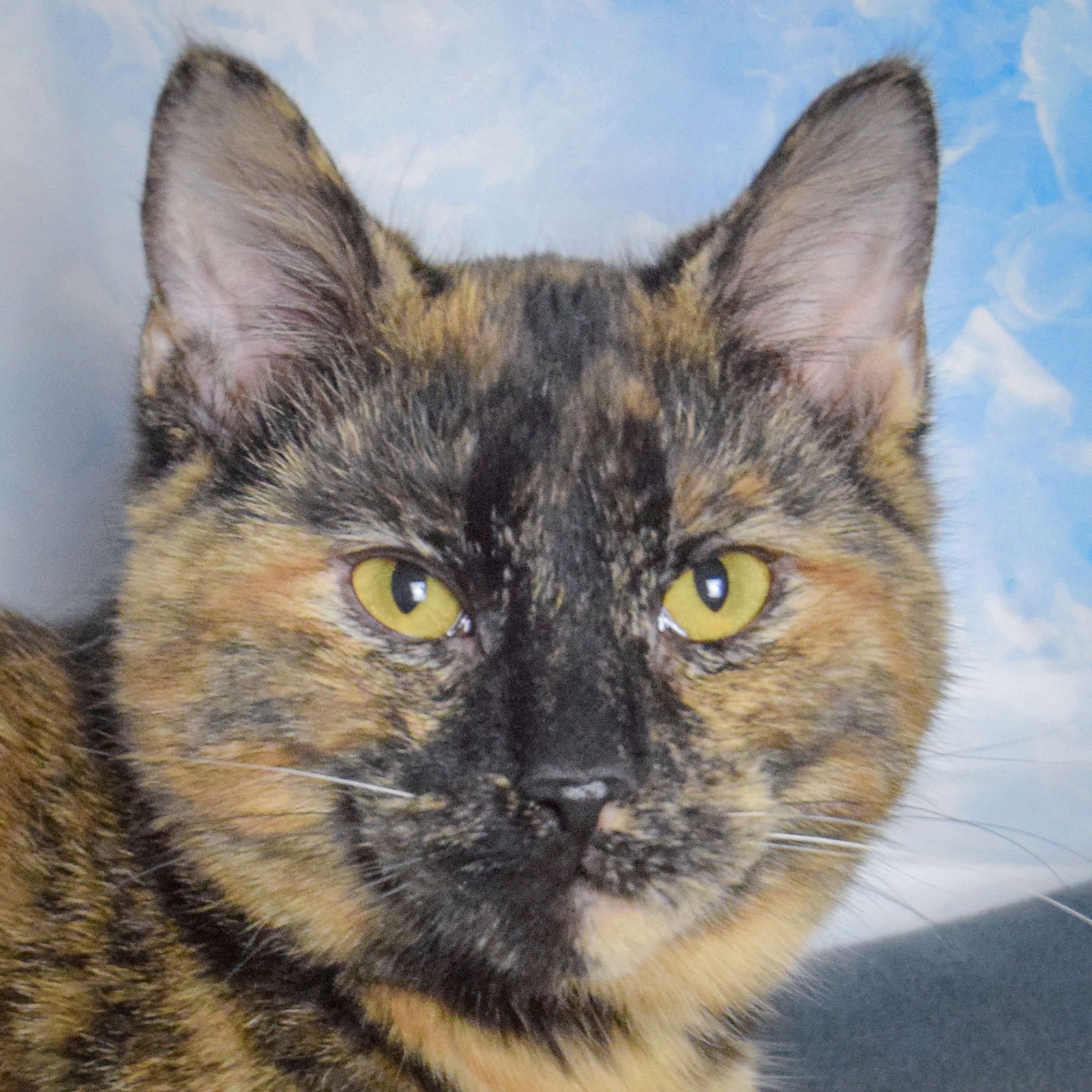 ADDISON - Tortoiseshell / Domestic Short Hair available for adoption
