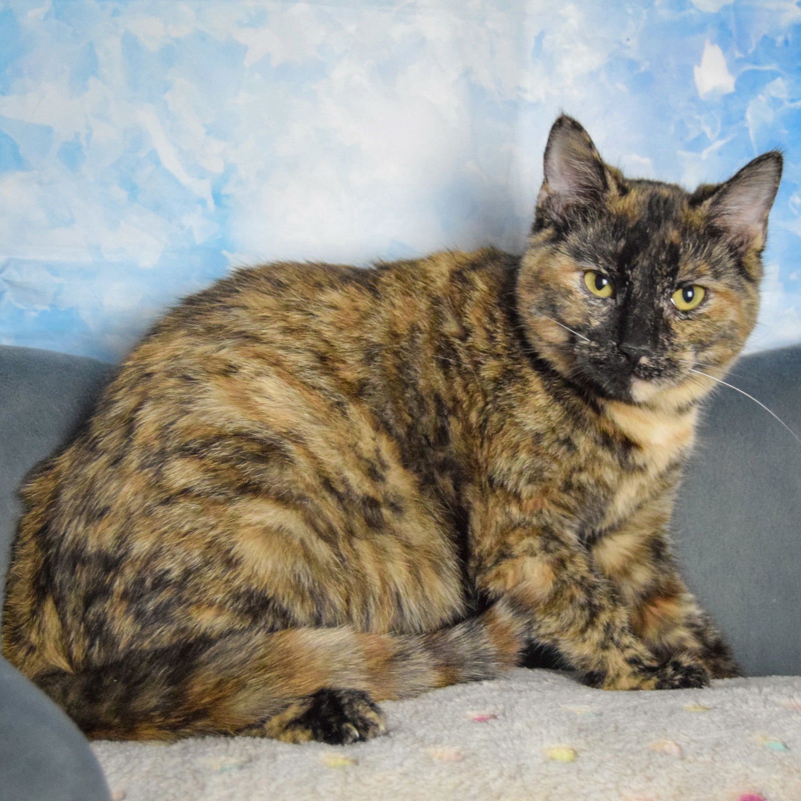 ADDISON - Tortoiseshell / Domestic Short Hair available for adoption