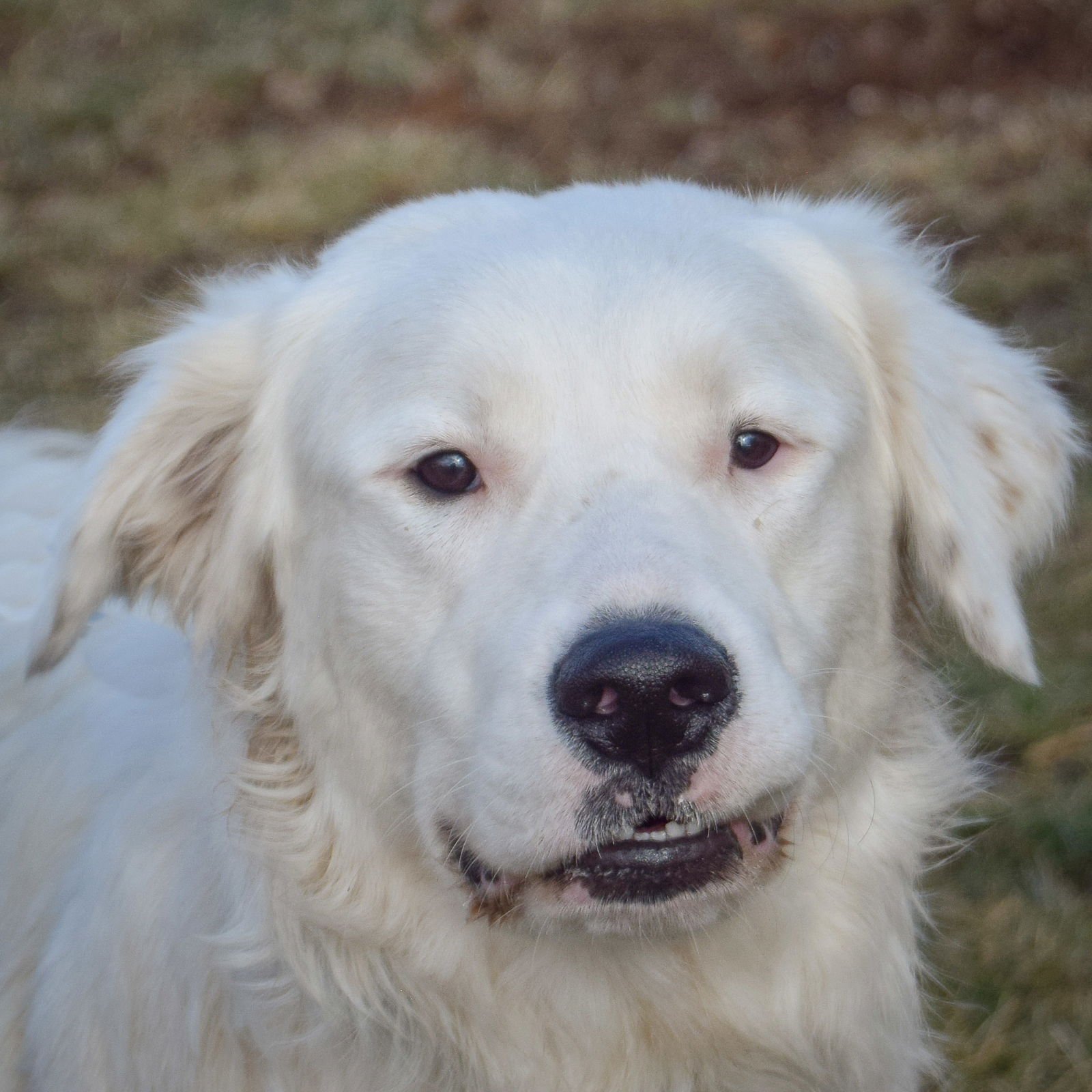 COLT - Great Pyrenees / Flat-coated Retriever available for adoption