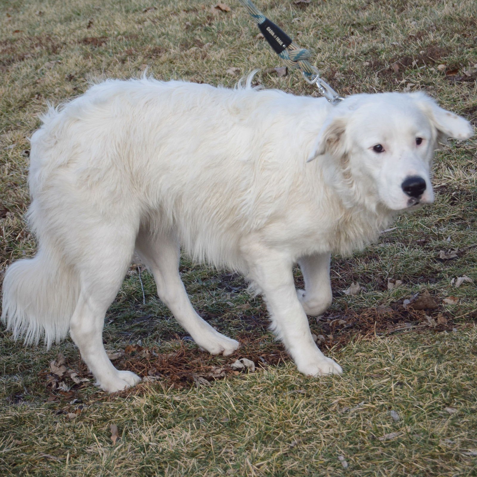 COLT - Great Pyrenees / Flat-coated Retriever available for adoption