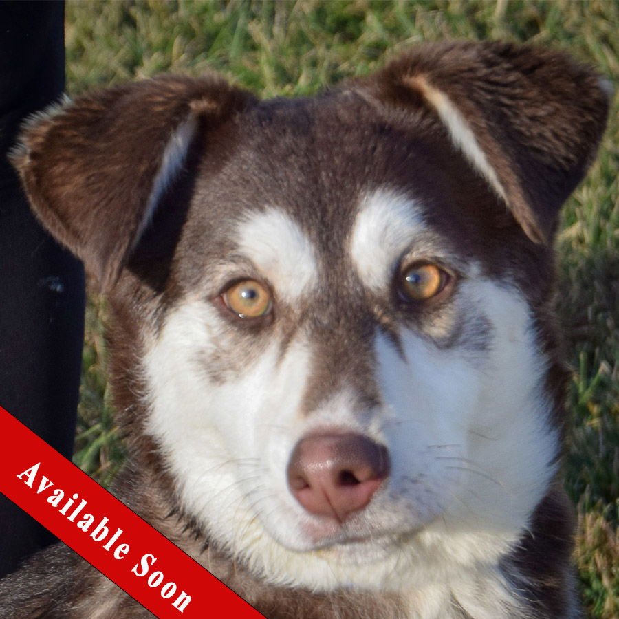 ANGELINA - Husky available for adoption