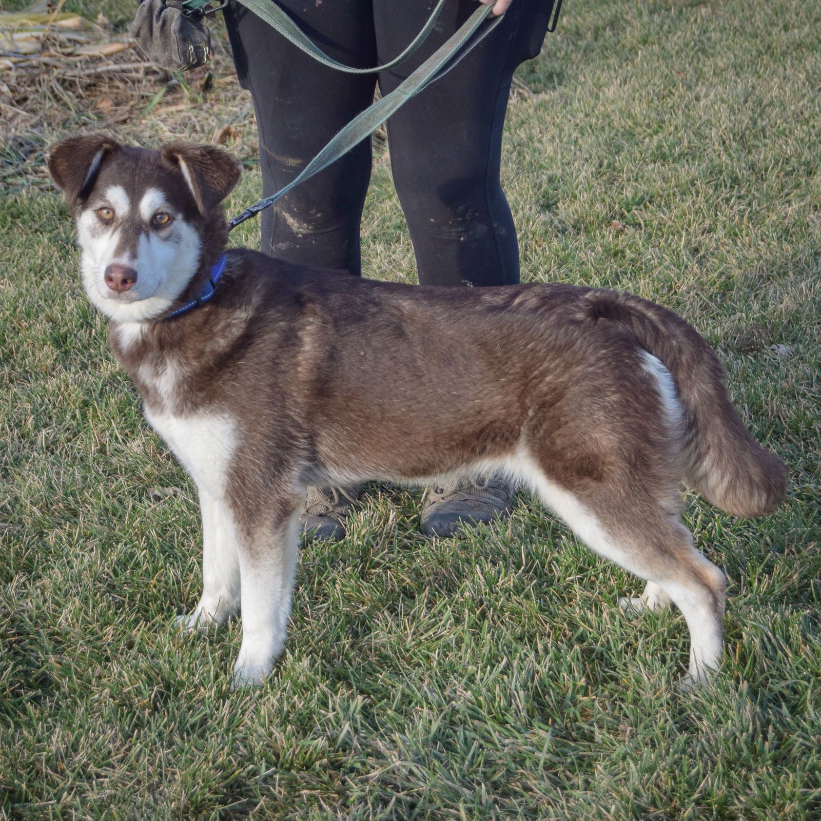 ANGELINA - Husky available for adoption