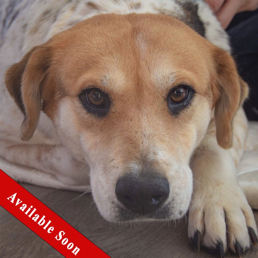 MISTY - Basset Hound / Australian Cattle Dog/Blue Heeler available for adoption