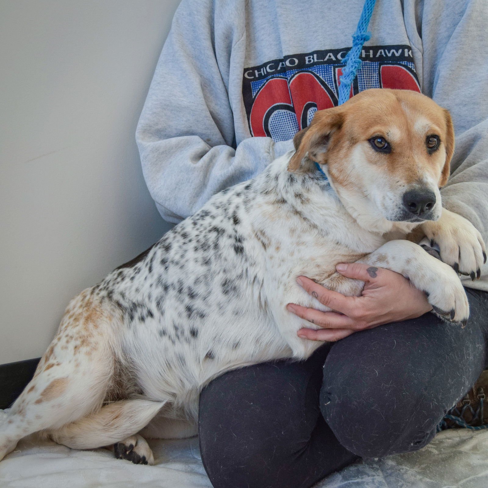 MISTY - Basset Hound / Australian Cattle Dog/Blue Heeler available for adoption