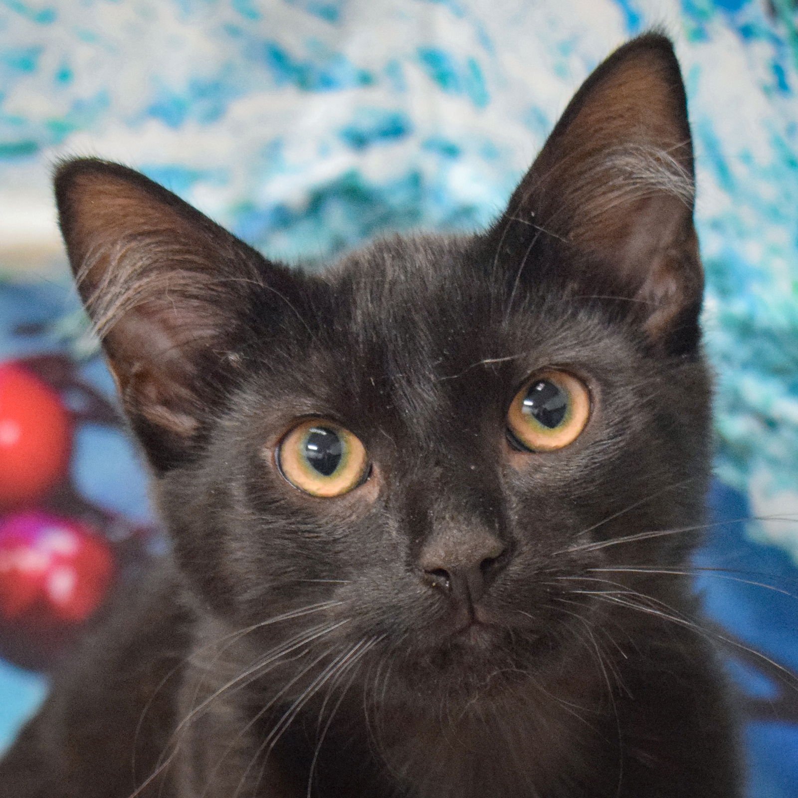 LAVA - Bombay / Domestic Short Hair available for adoption