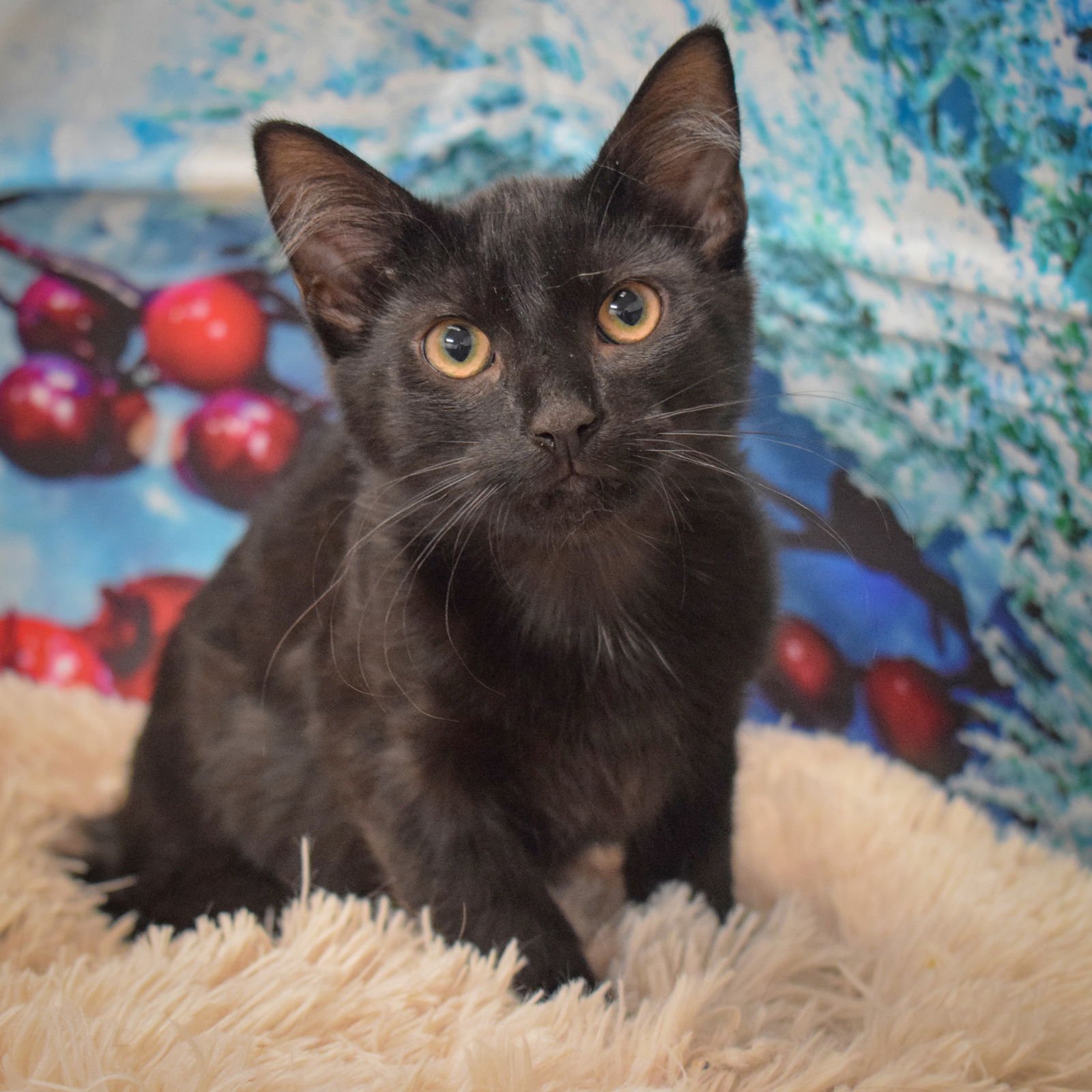 LAVA - Bombay / Domestic Short Hair available for adoption