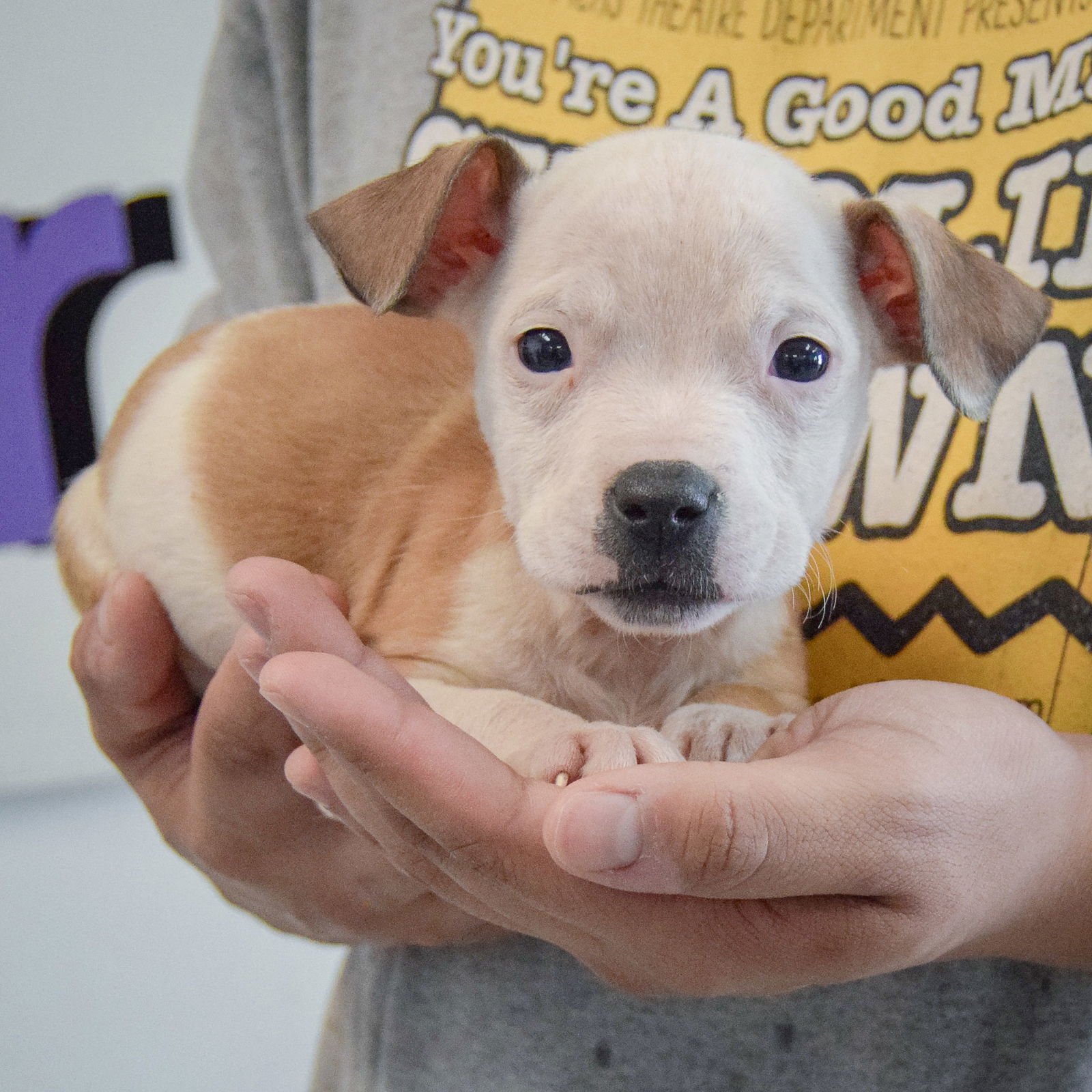 SPIKE - American Staffordshire Terrier / Boxer available for adoption