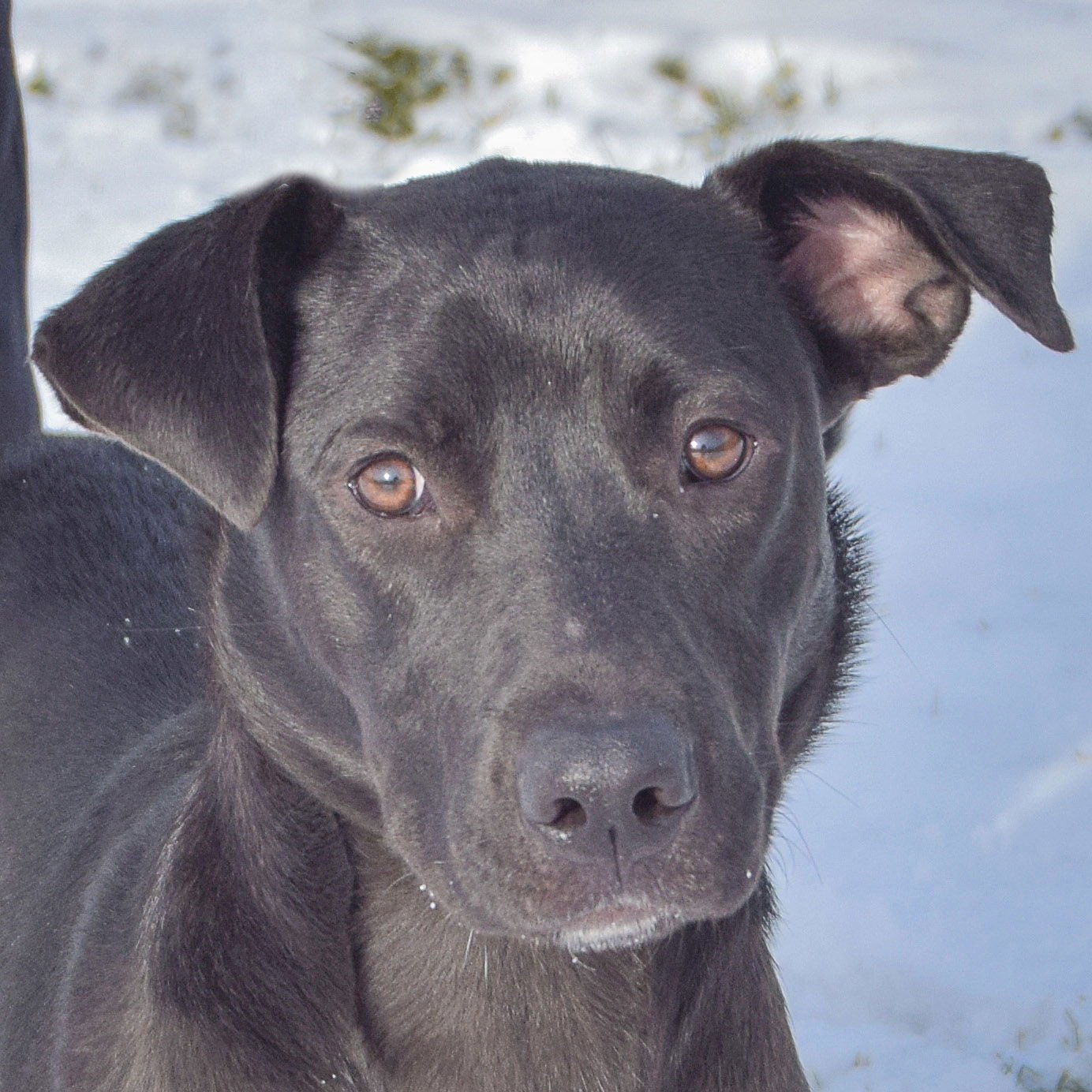 MAGGIE - Black Labrador Retriever / German Shepherd Dog available for adoption