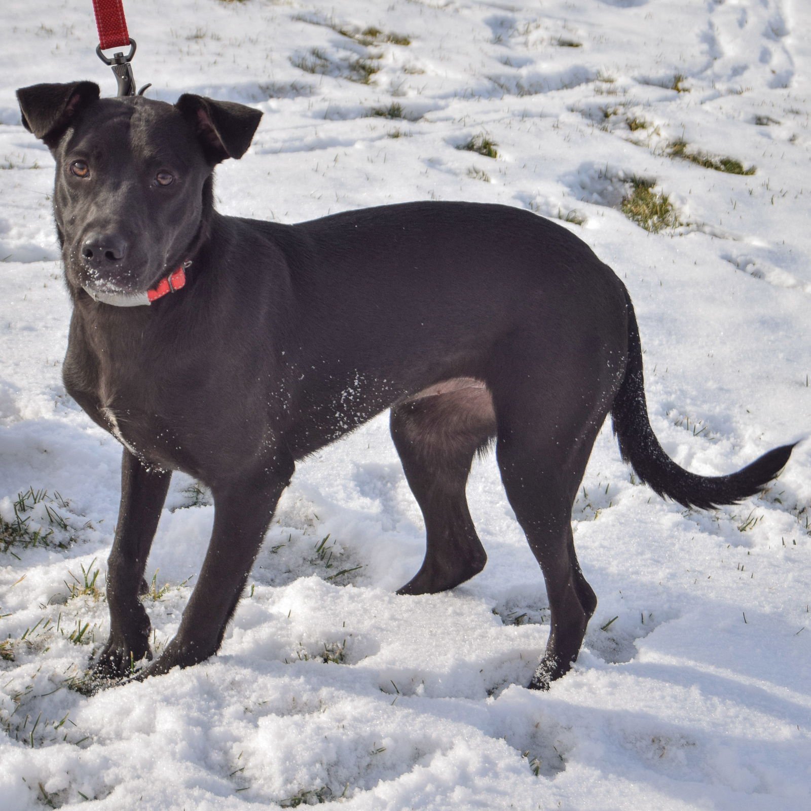 MAGGIE - Black Labrador Retriever / German Shepherd Dog available for adoption