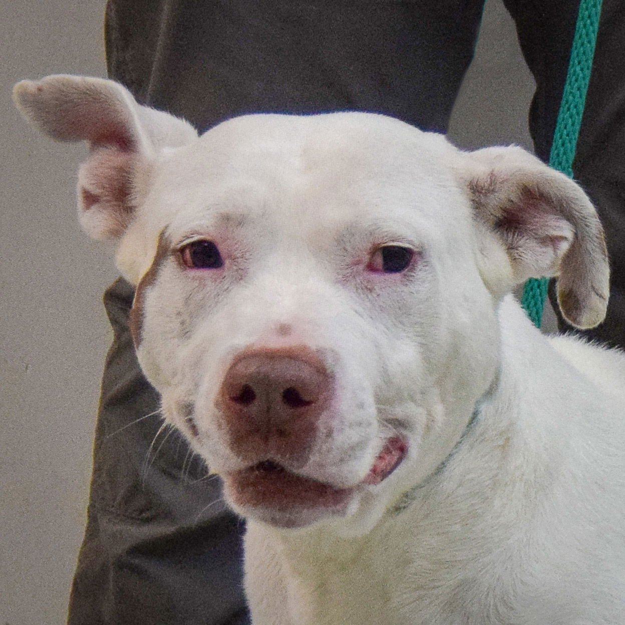 SUGARCAKE - American Staffordshire Terrier / American Bulldog available for adoption