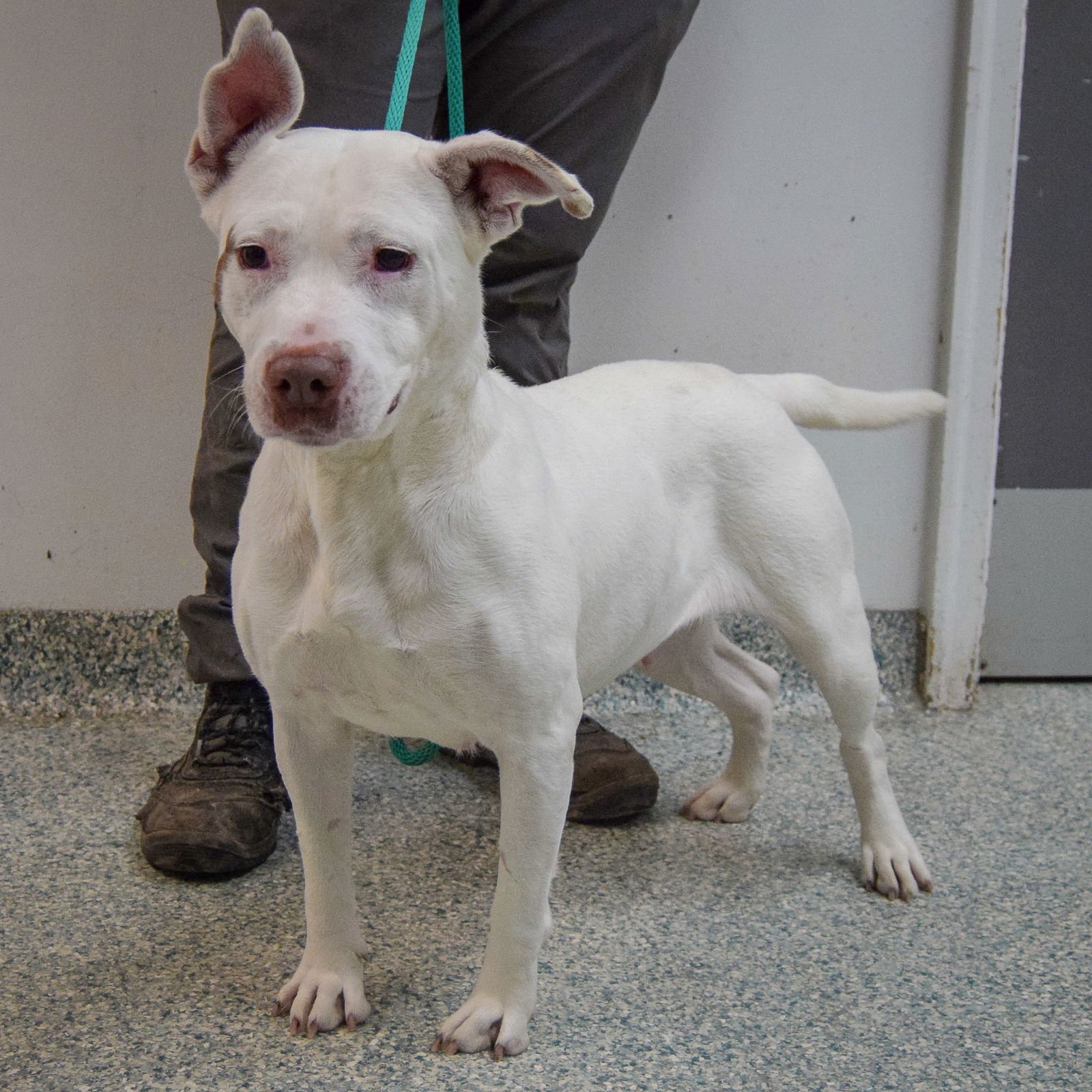 SUGARCAKE - American Staffordshire Terrier / American Bulldog available for adoption