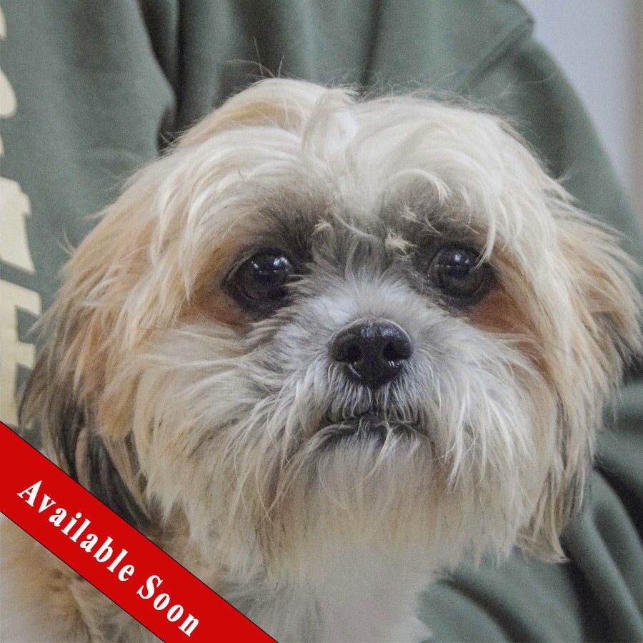 GERTIE - Shih Tzu available for adoption