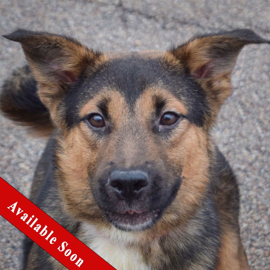 GARTH - German Shepherd Dog / Feist available for adoption