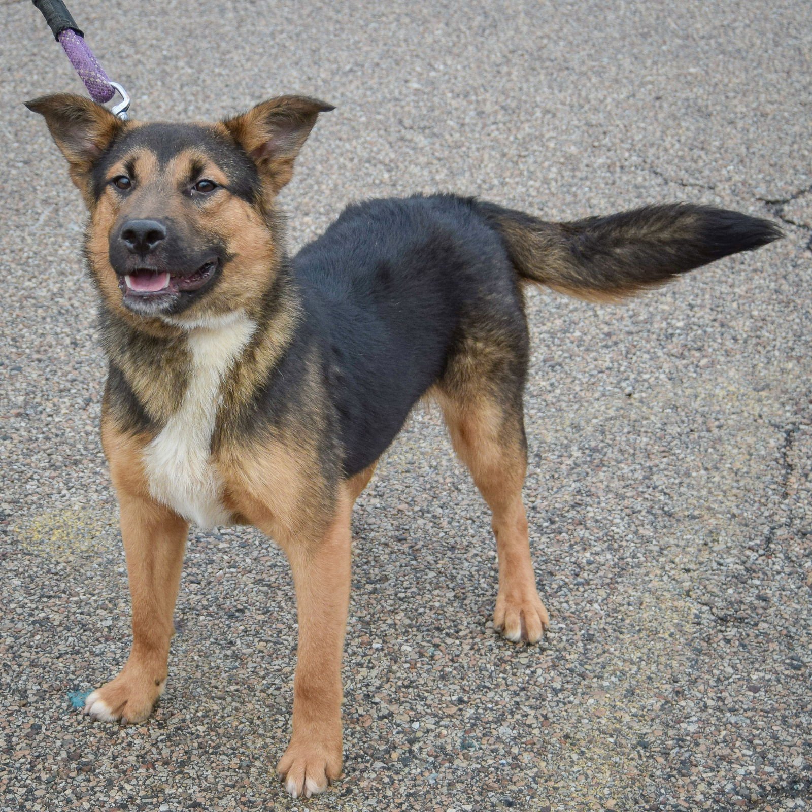 GARTH - German Shepherd Dog / Feist available for adoption