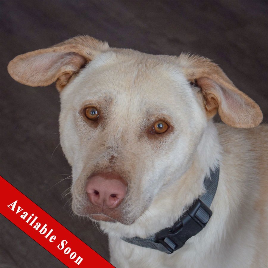 NIECEY - Yellow Labrador Retriever available for adoption