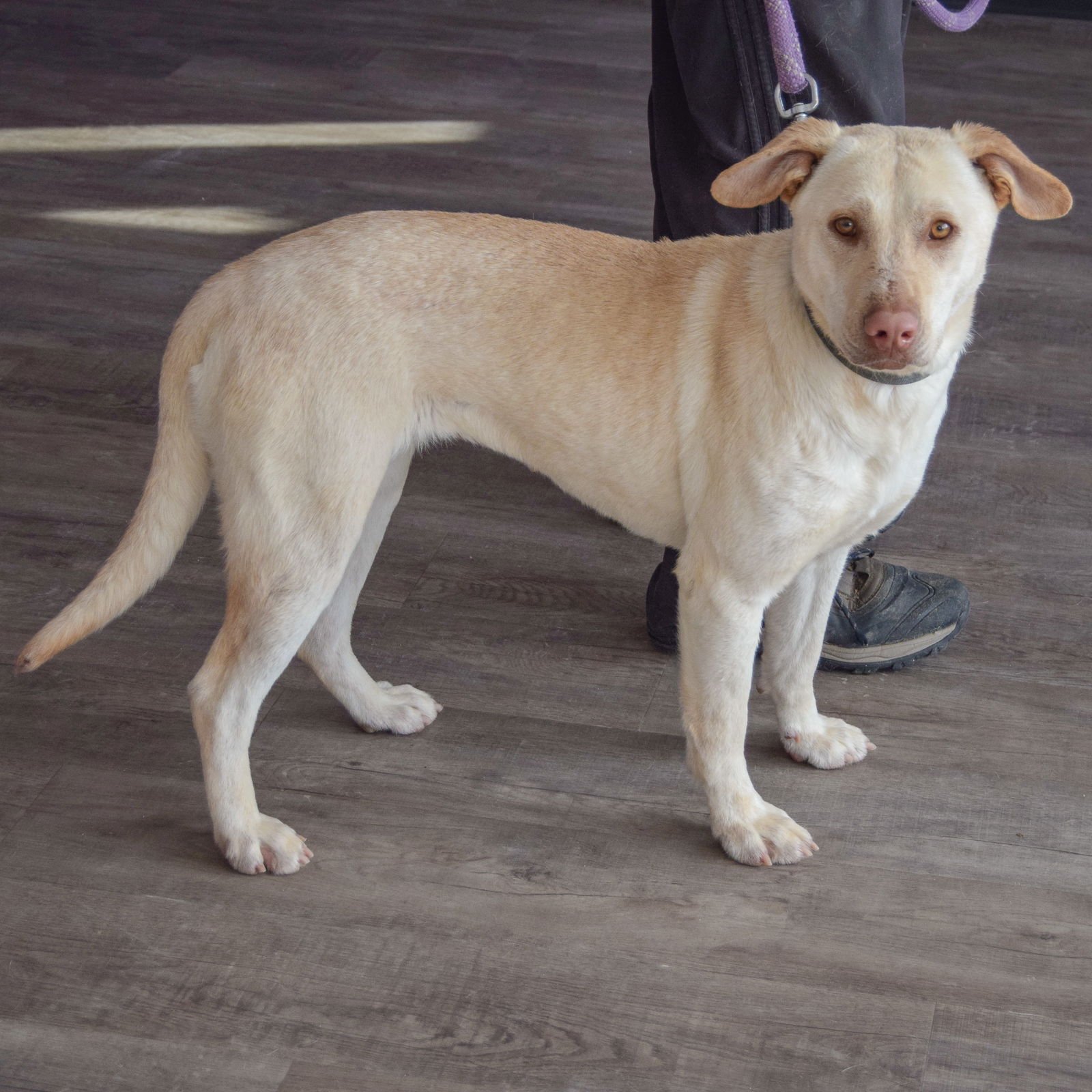 NIECEY - Yellow Labrador Retriever available for adoption