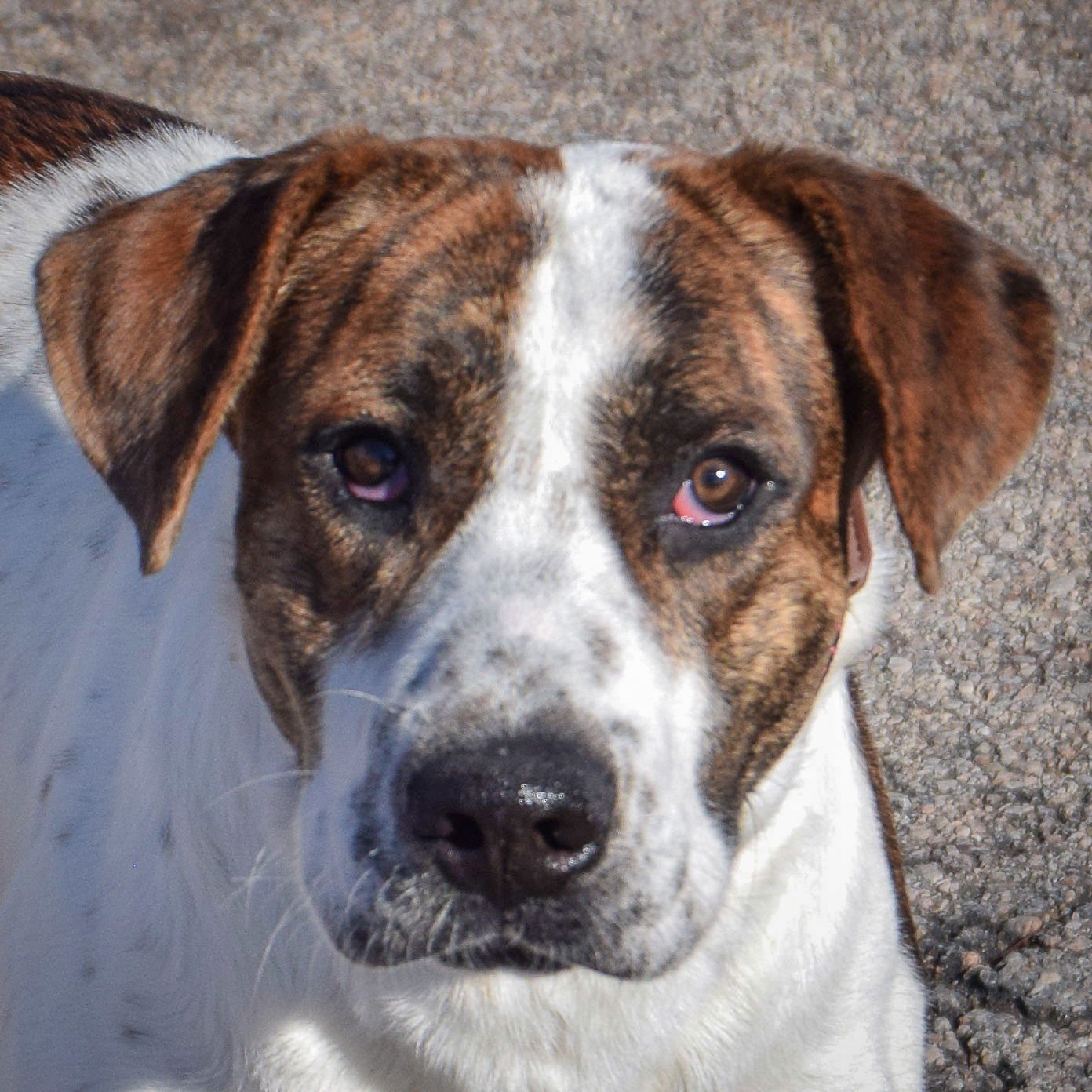 BANJO - Boxer / American Bulldog available for adoption