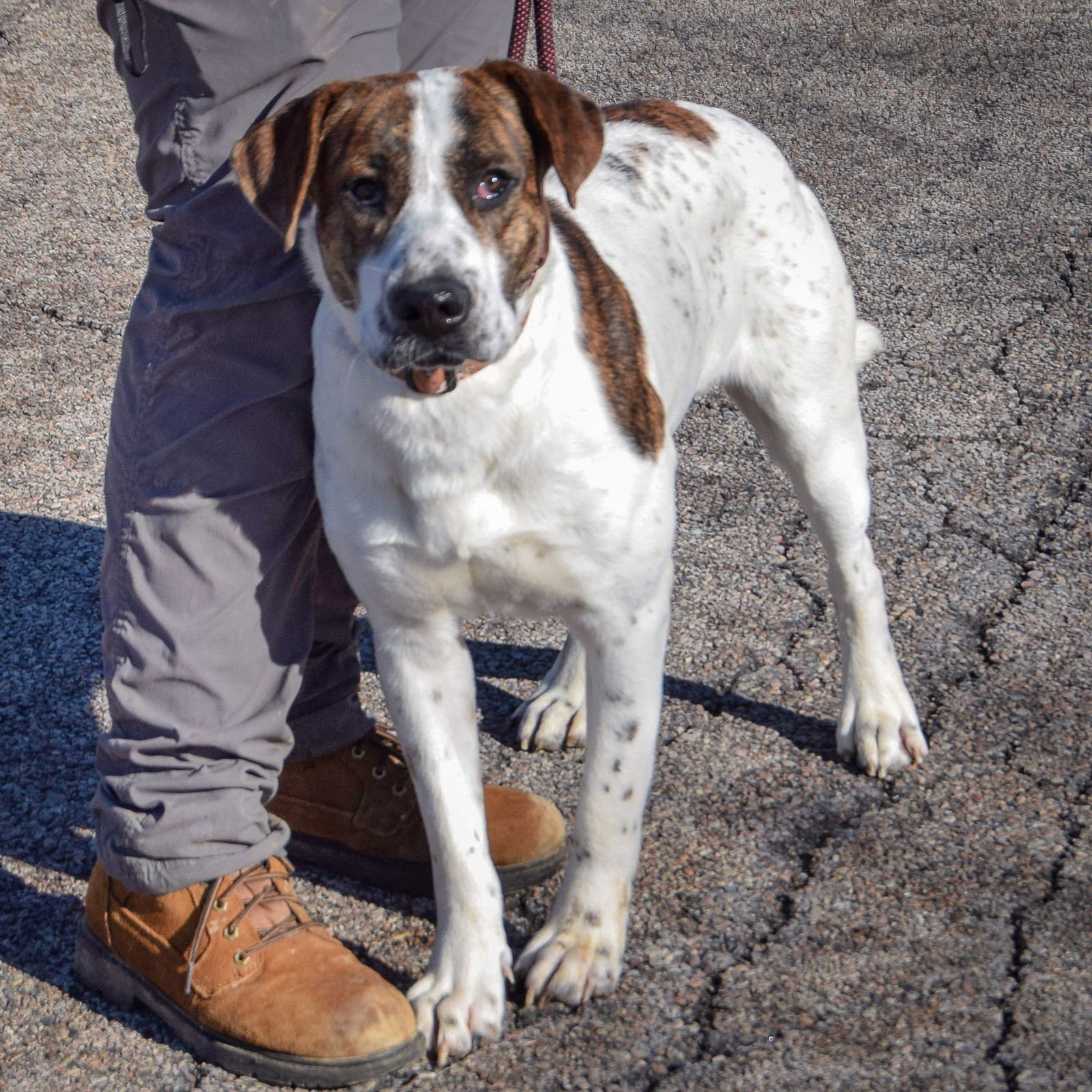BANJO - Boxer / American Bulldog available for adoption