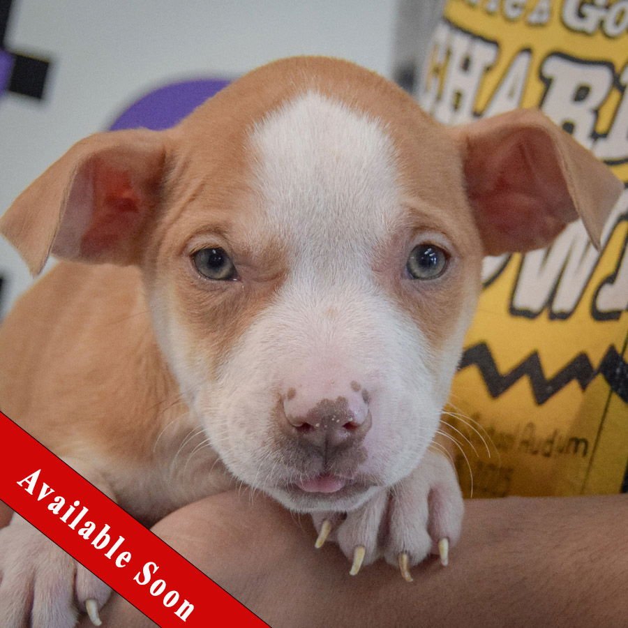RUE - American Staffordshire Terrier / Boxer available for adoption