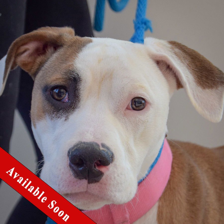 RUNT - American Staffordshire Terrier / Boxer available for adoption