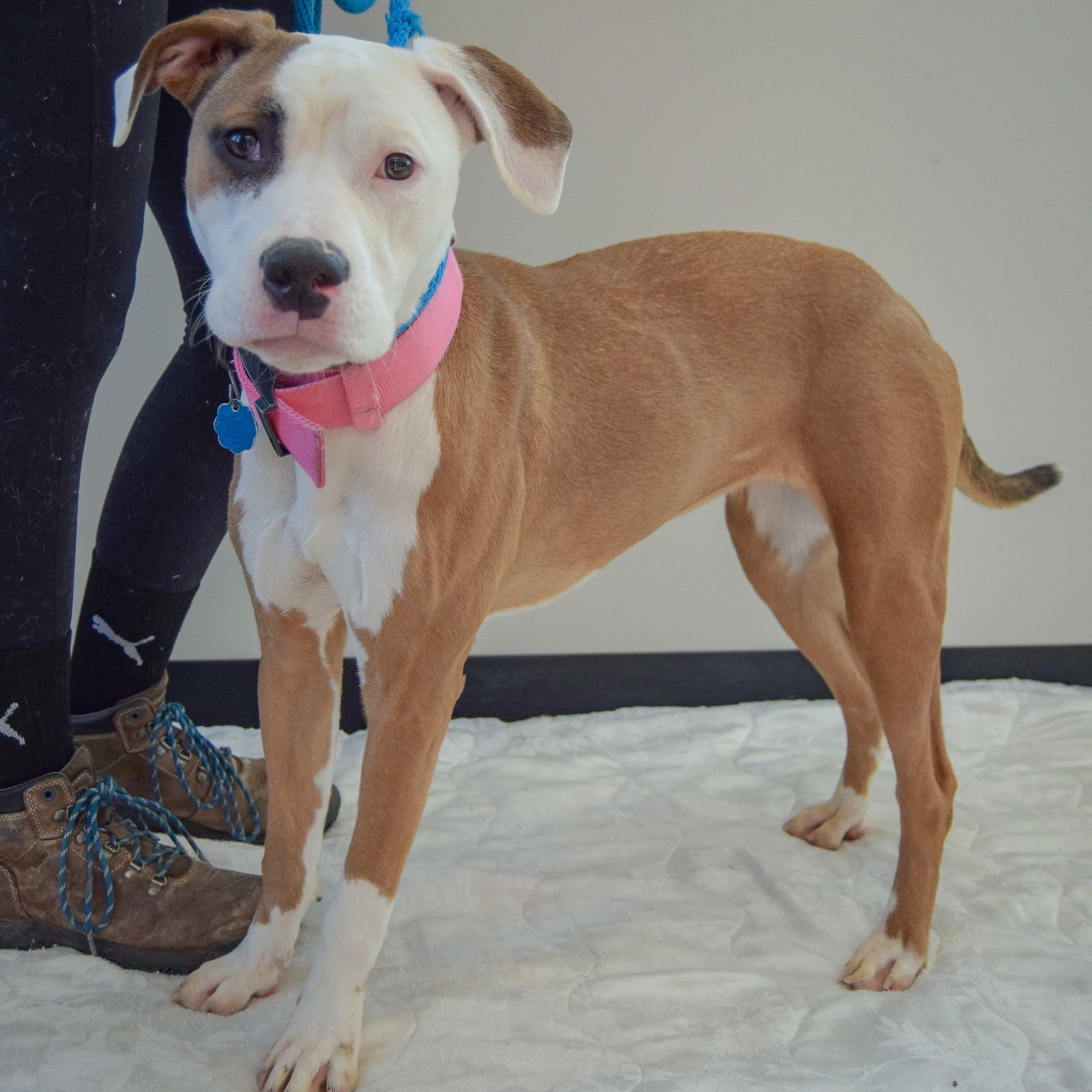 RUNT - American Staffordshire Terrier / Boxer available for adoption