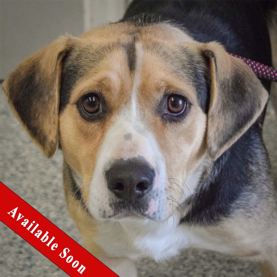 DOOLY - Beagle / Basset Hound available for adoption