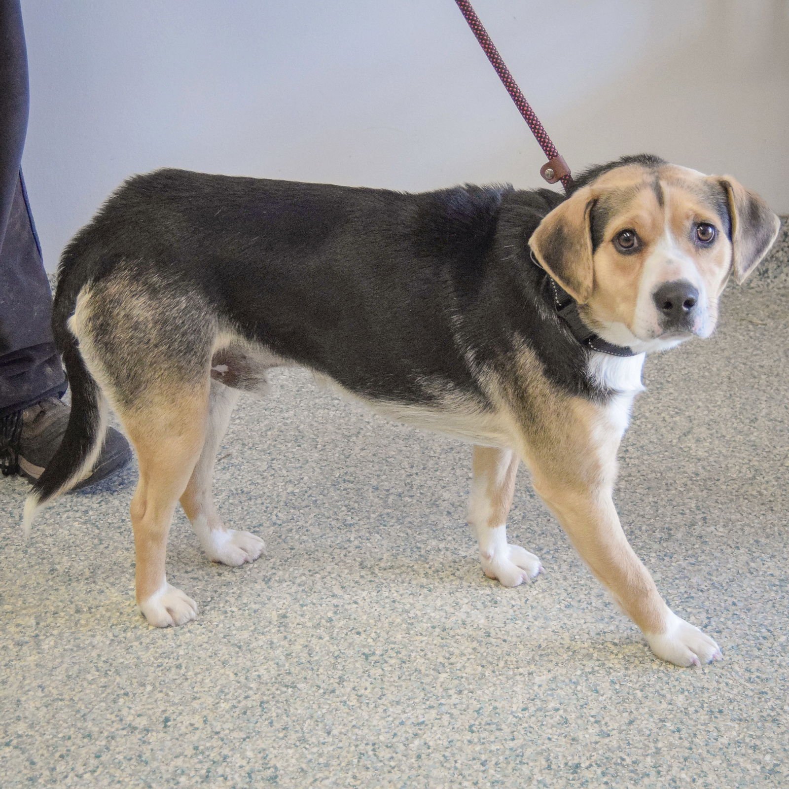DOOLY - Beagle / Basset Hound available for adoption