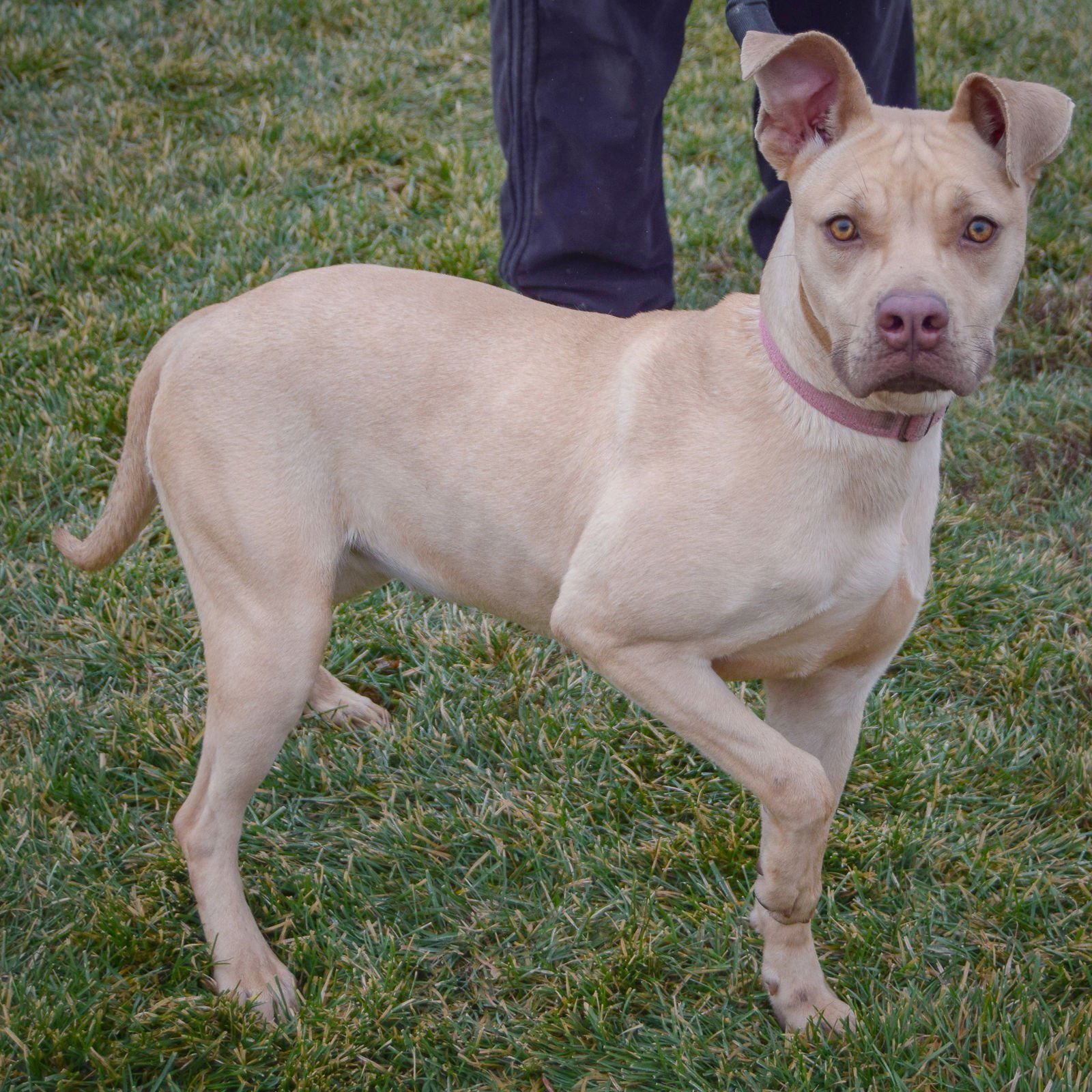 CHARLIZE - American Staffordshire Terrier / Yellow Labrador Retriever available for adoption