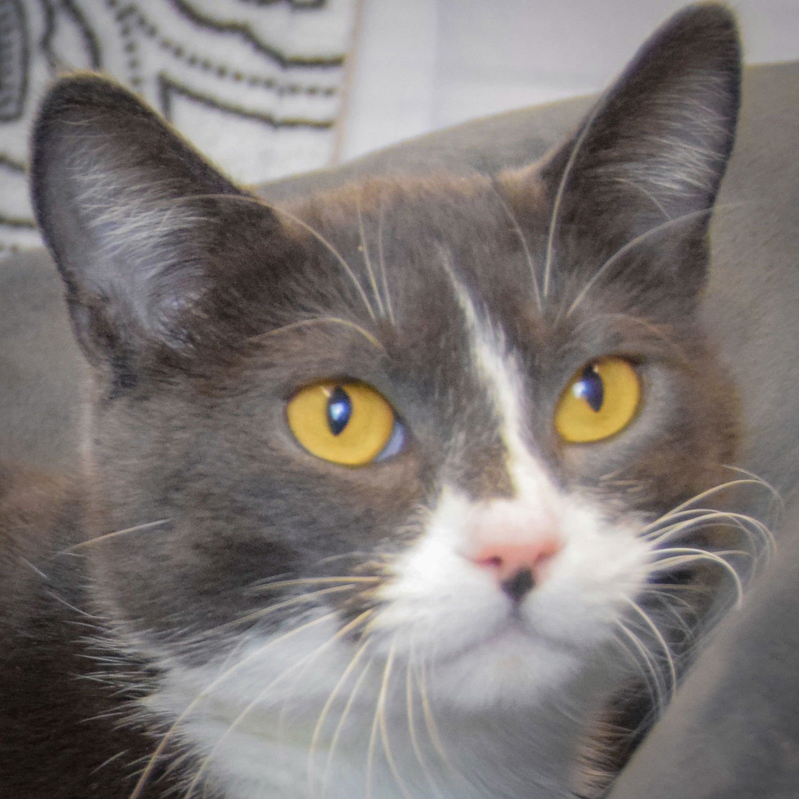 SABRINA - Tuxedo / Domestic Short Hair available for adoption