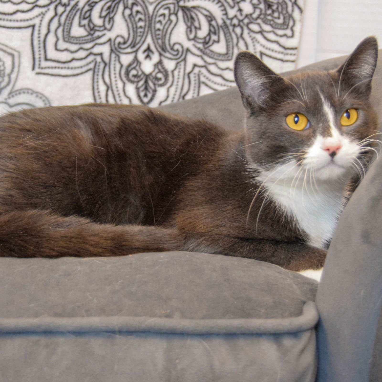 SABRINA - Tuxedo / Domestic Short Hair available for adoption