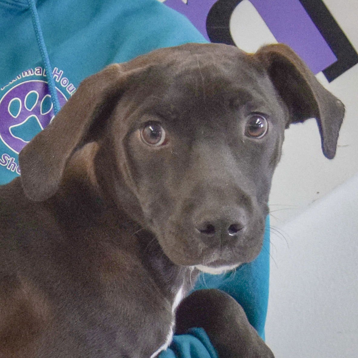HONEY - Black Labrador Retriever / Weimaraner available for adoption