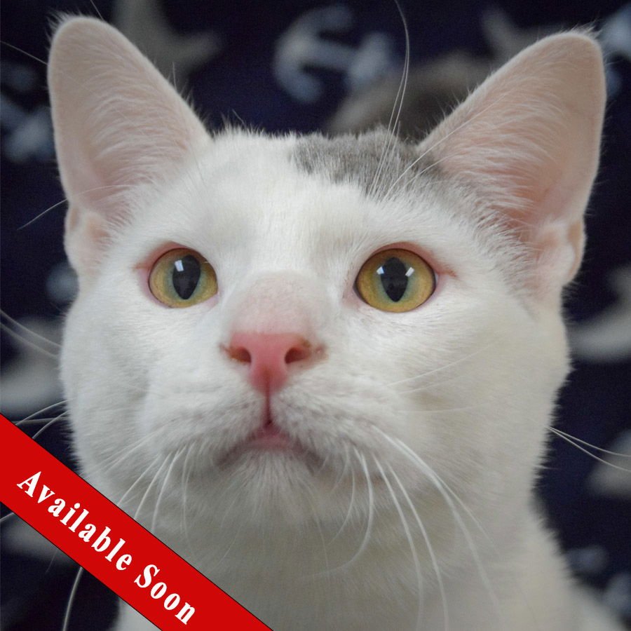 TOFU - Domestic Short Hair available for adoption