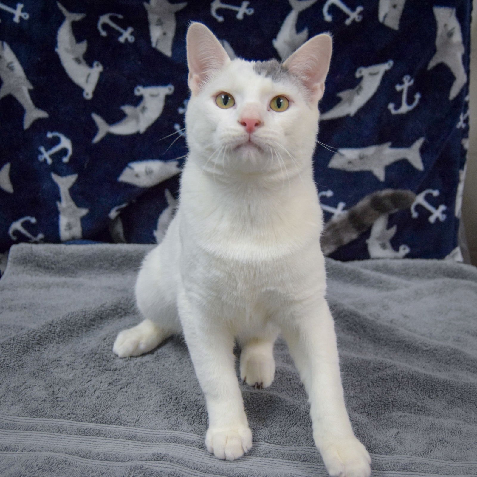 TOFU - Domestic Short Hair available for adoption