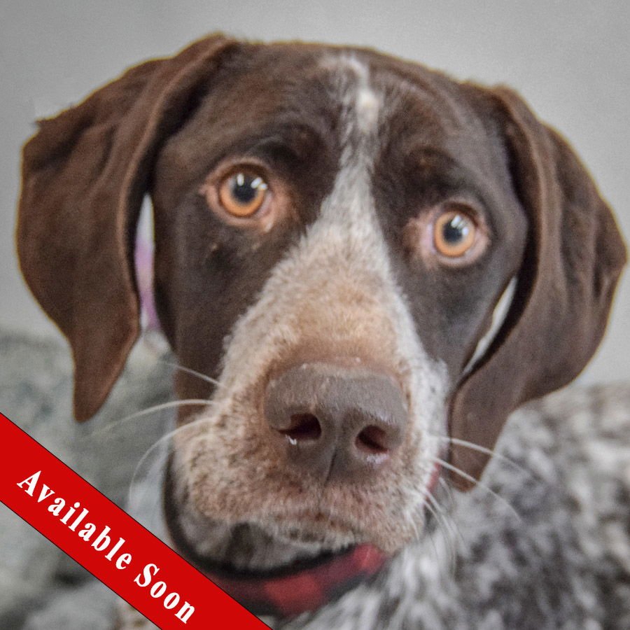 TEAK - German Shorthaired Pointer available for adoption