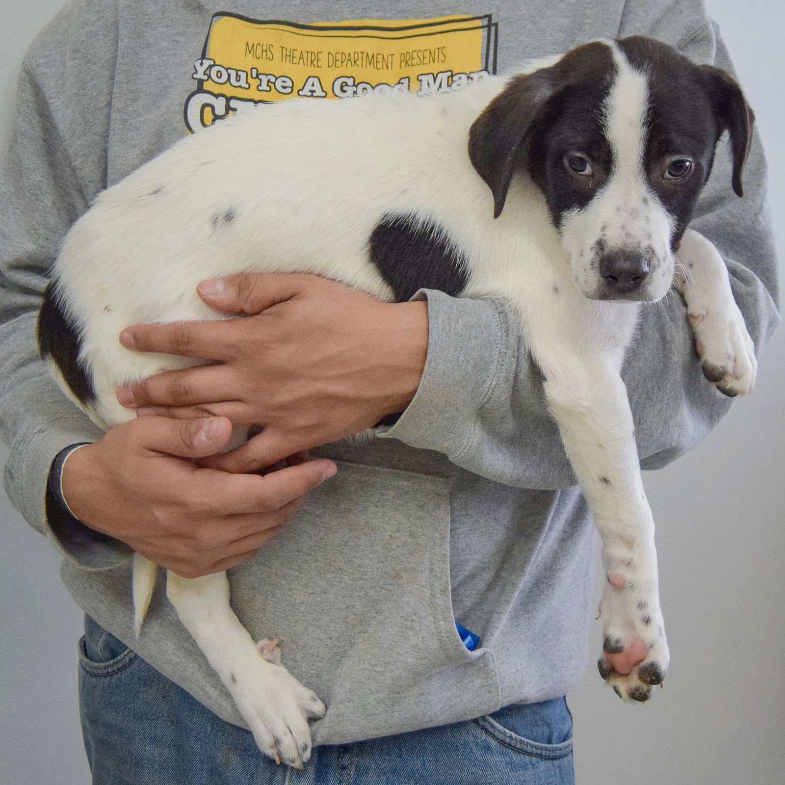 CLIFFORD - Australian Shepherd / Black Labrador Retriever available for adoption