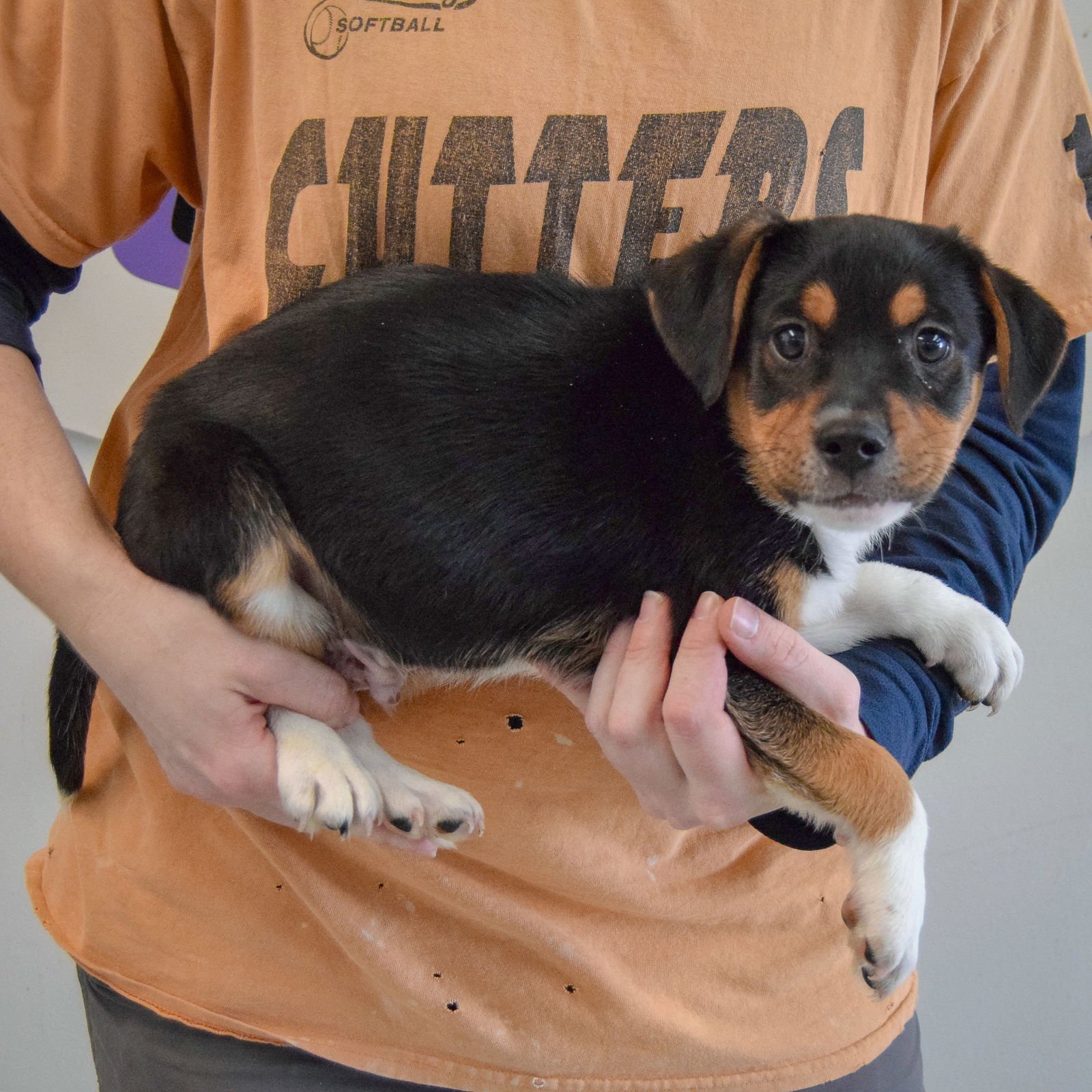 GUS - Beagle / Basset Hound available for adoption