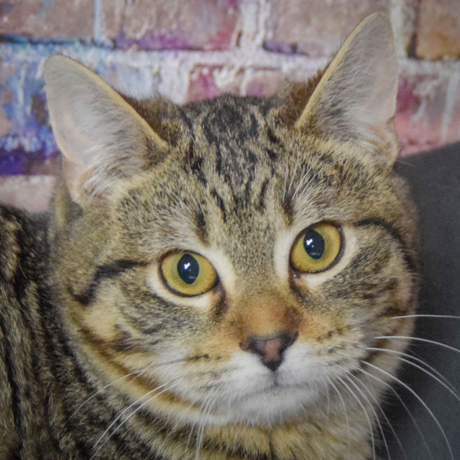 RAVIOLI - Tabby / Domestic Short Hair available for adoption